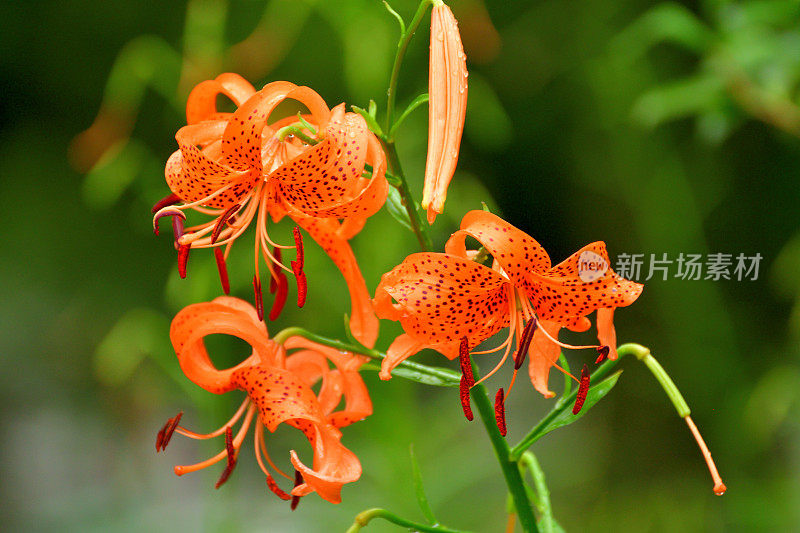 百合/虎百合花